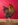 Haustieraktion Huhn