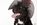 Haustieraktion Hund