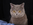 Haustieraktion Katze