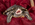 Haustieraktion Schildkröte